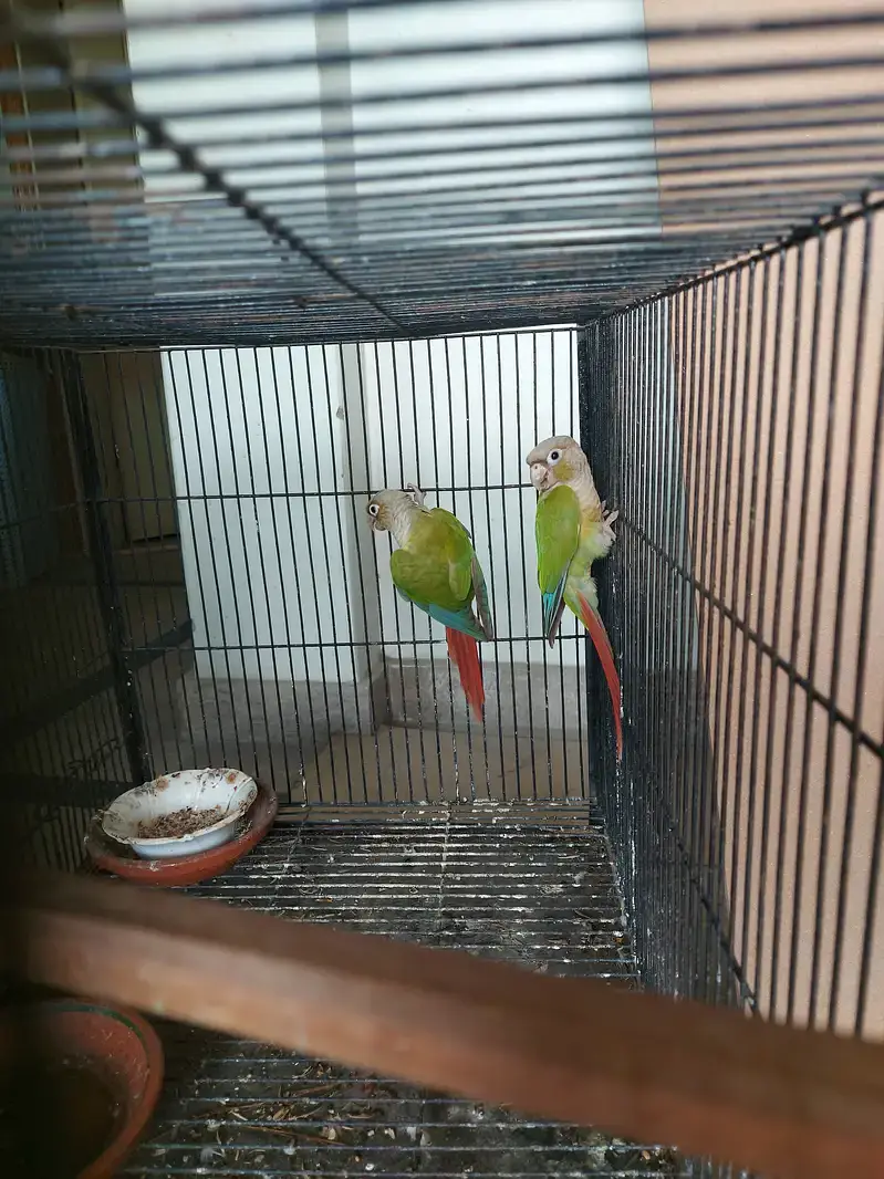 Pinapple conure breeder pair — photo 3