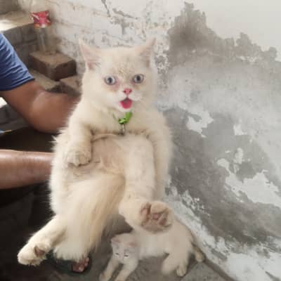 parsion cats