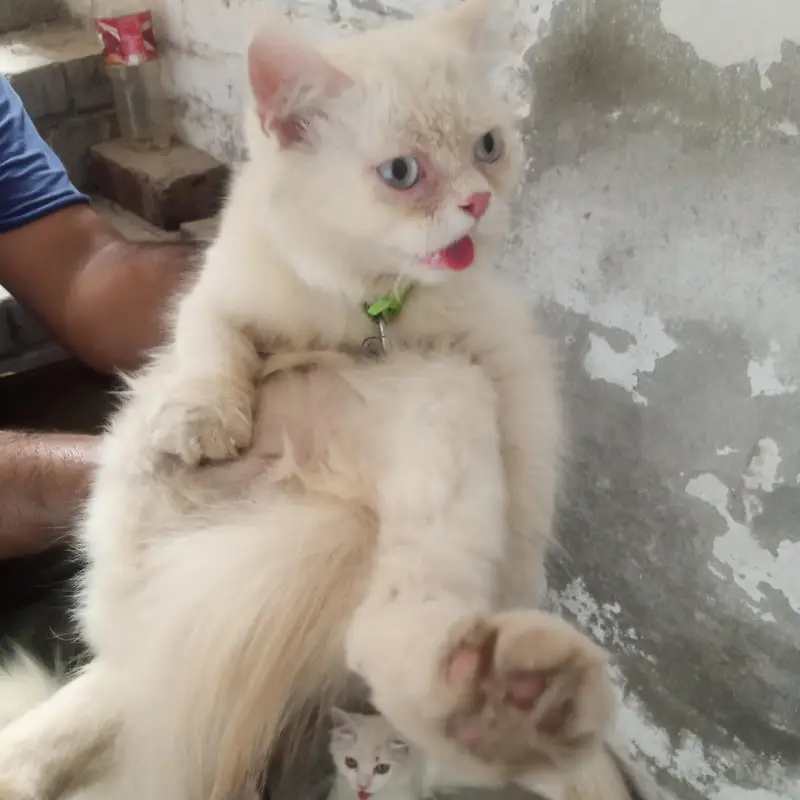 parsion cats — photo 2