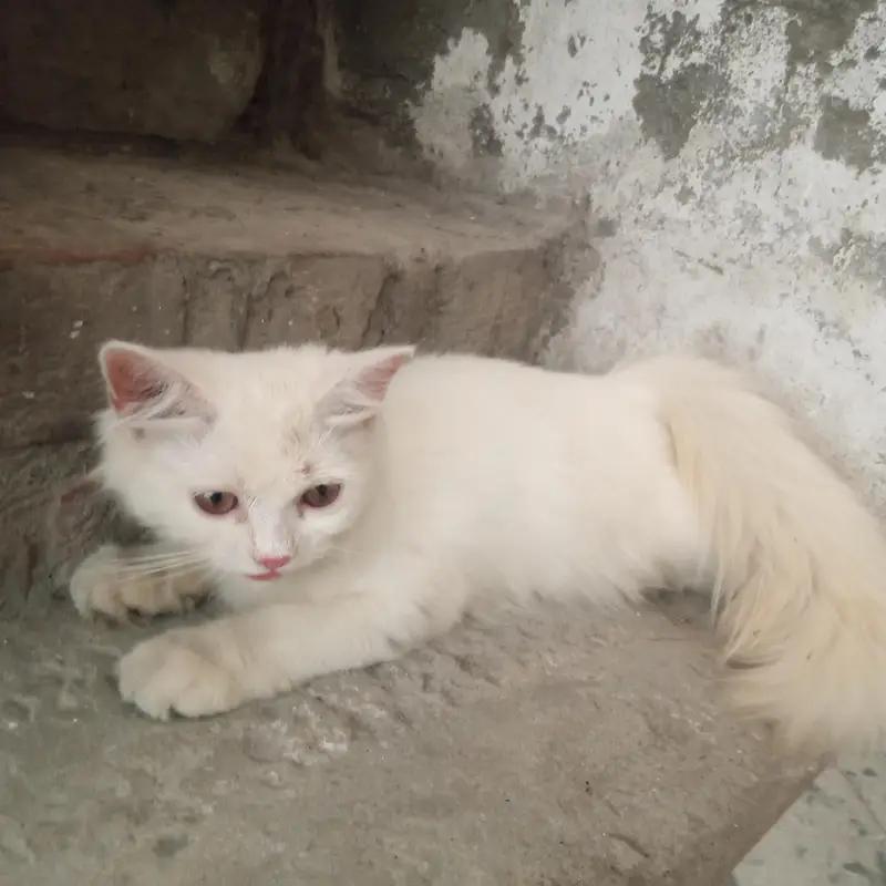 parsion cats — photo 3