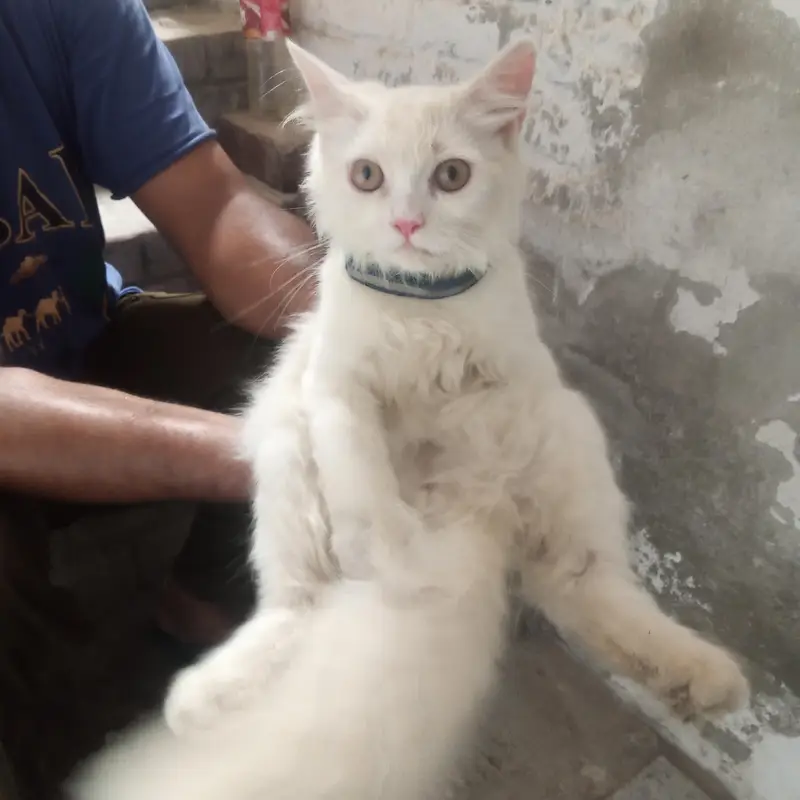 parsion cats — photo 4