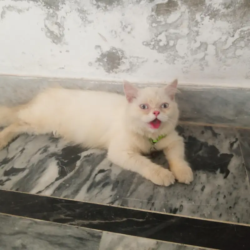 parsion cats — photo 5