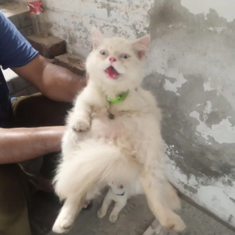 parsion cats — photo 6