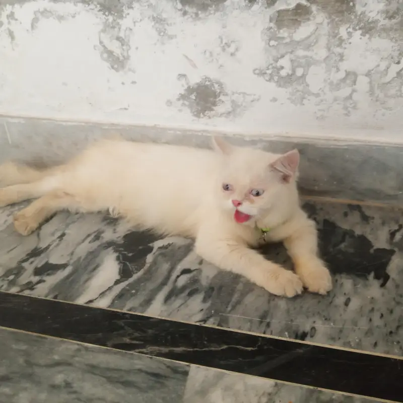 parsion cats — photo 7