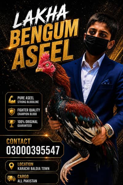 Bengum ASEEL Pathay for Sale | 8 Month Old | Healthy & Active