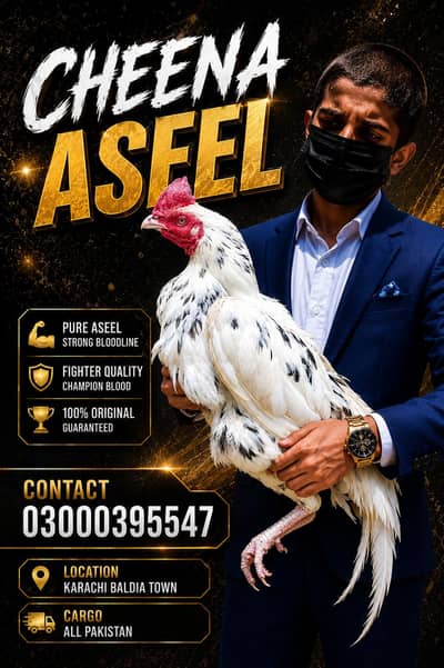Bengum ASEEL Pathay for Sale | 8 Month Old | Healthy & Active