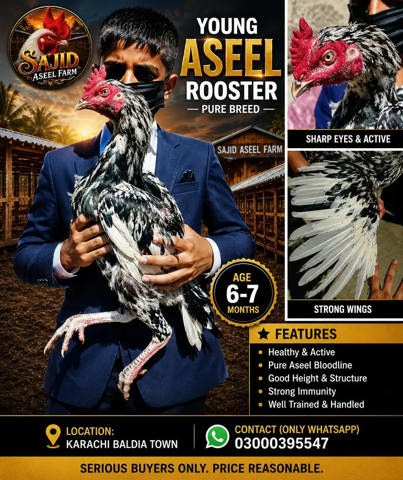 Bengum ASEEL Pathay for Sale | 8 Month Old | Healthy & Active — photo 3