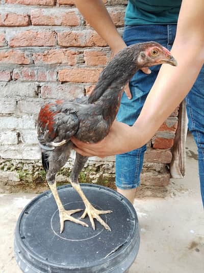Pure aseel home breed for slae