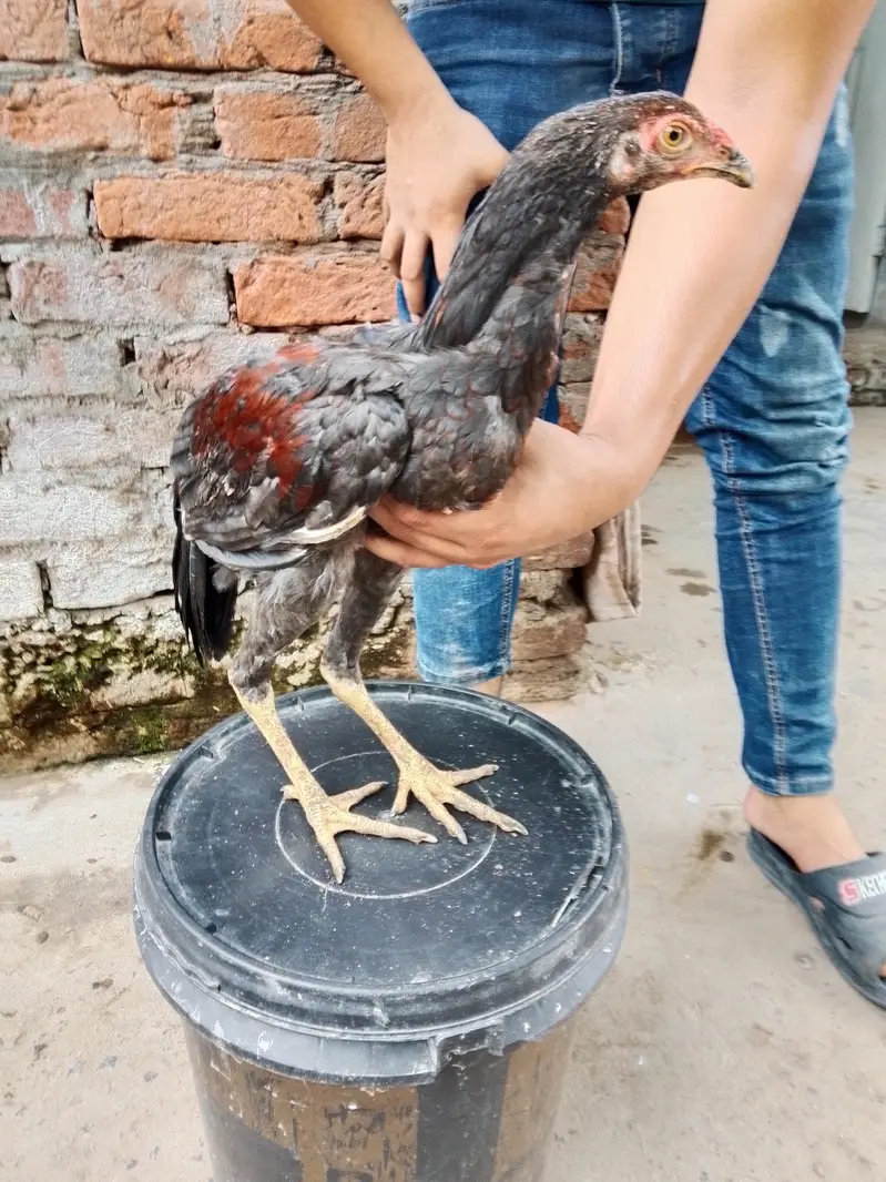 Pure aseel home breed for slae — photo 2