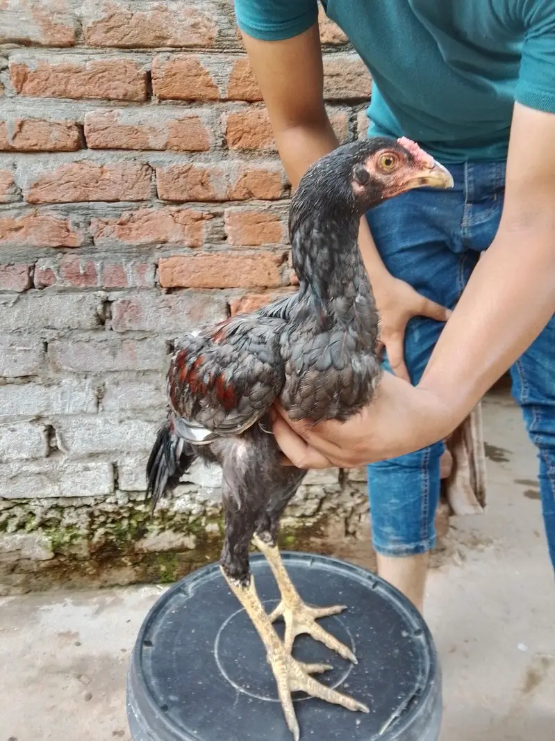 Pure aseel home breed for slae — photo 3