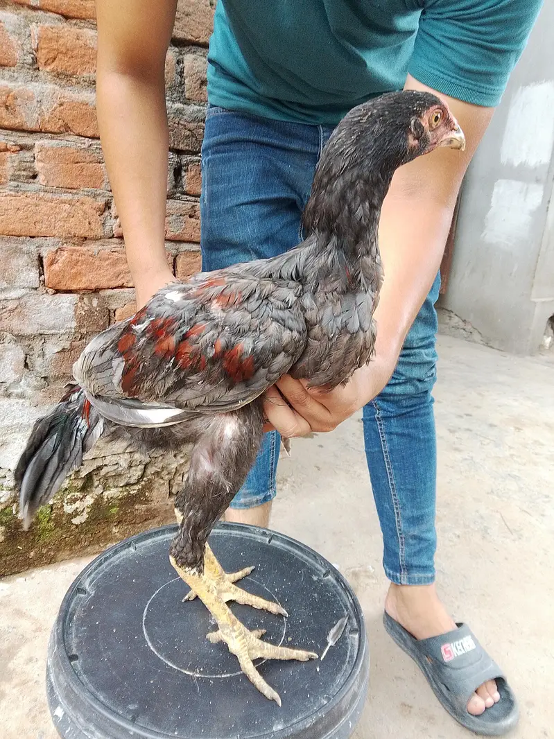 Pure aseel home breed for slae — photo 4