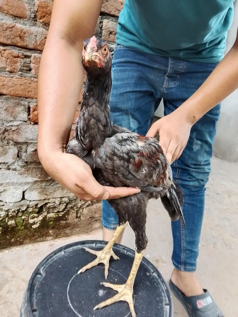 Pure aseel home breed for slae — photo 5