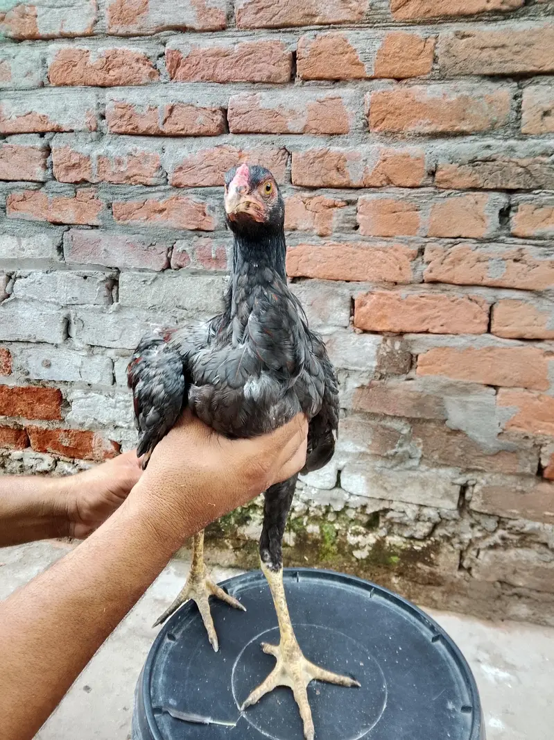 Pure aseel home breed for slae — photo 6