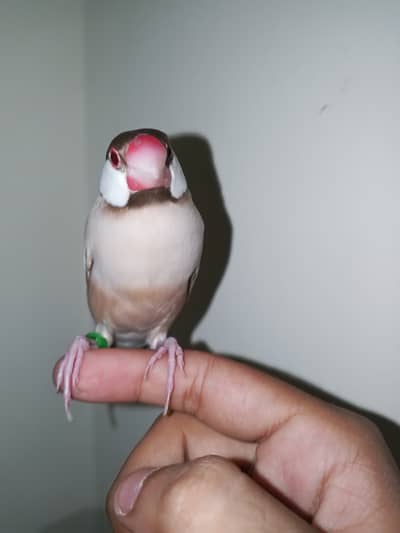 Super hand tame java finches pair available