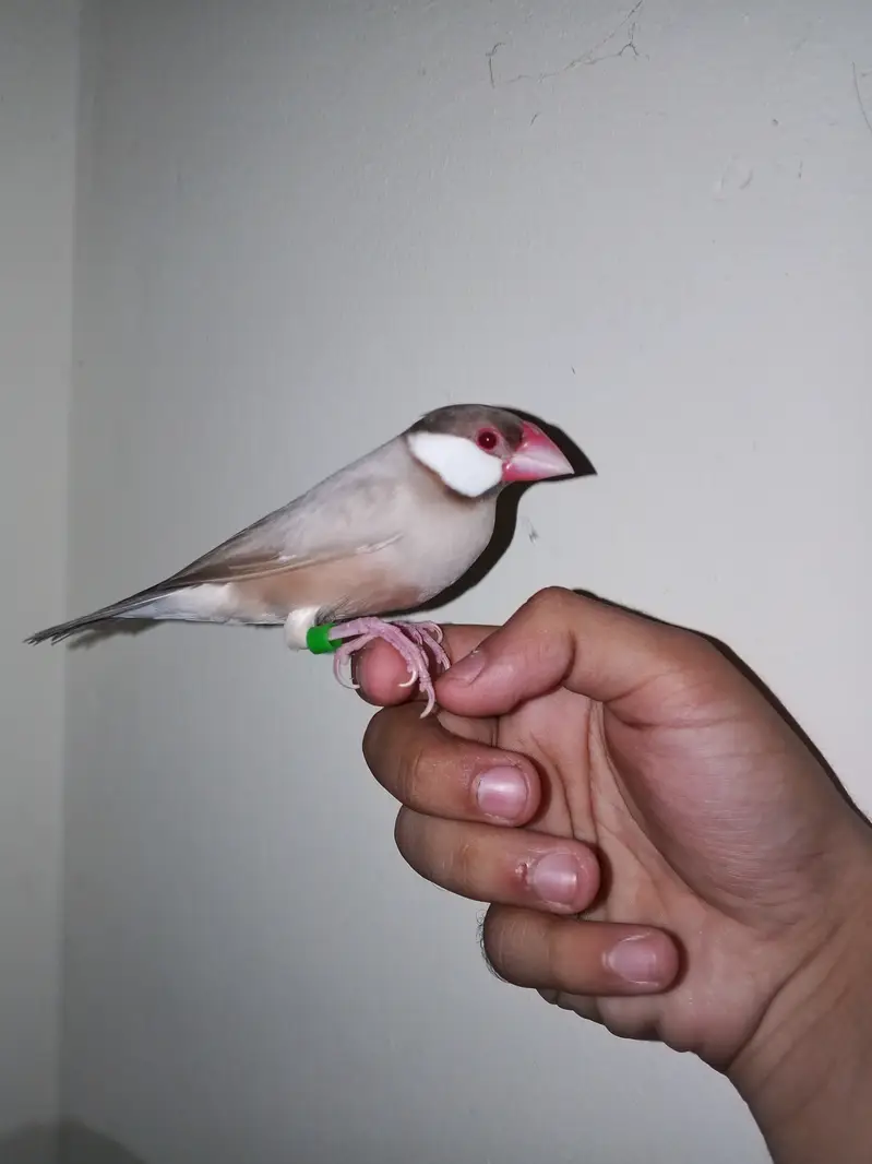 Super hand tame java finches pair available — photo 2