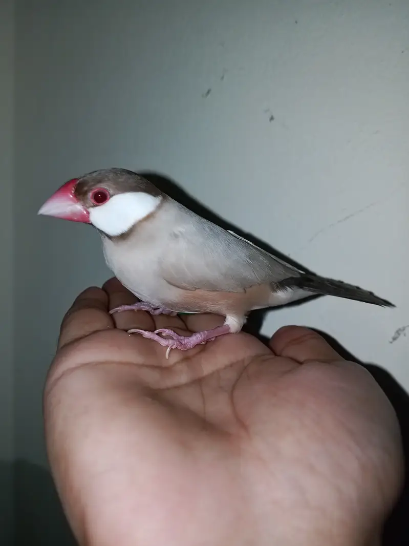 Super hand tame java finches pair available — photo 3
