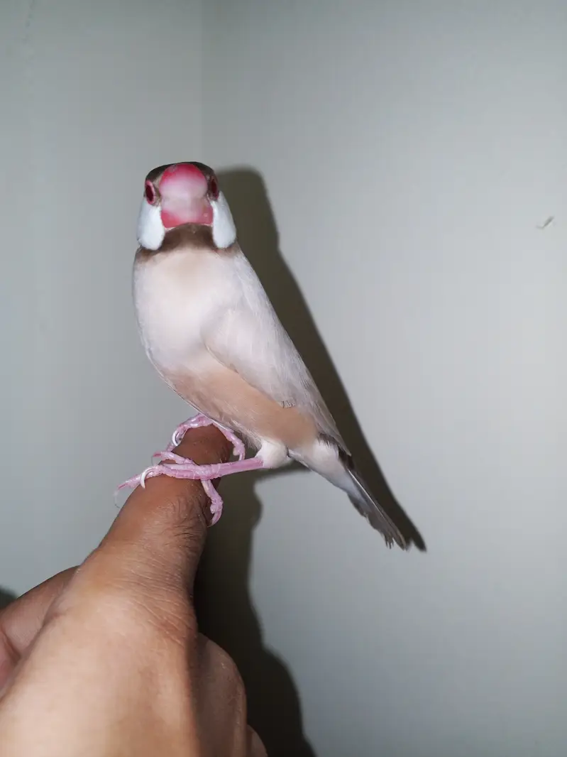 Super hand tame java finches pair available — photo 4