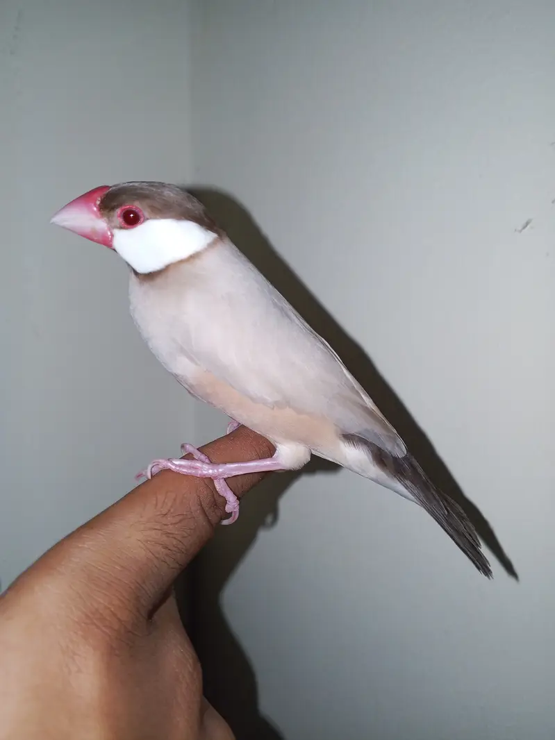 Super hand tame java finches pair available — photo 5