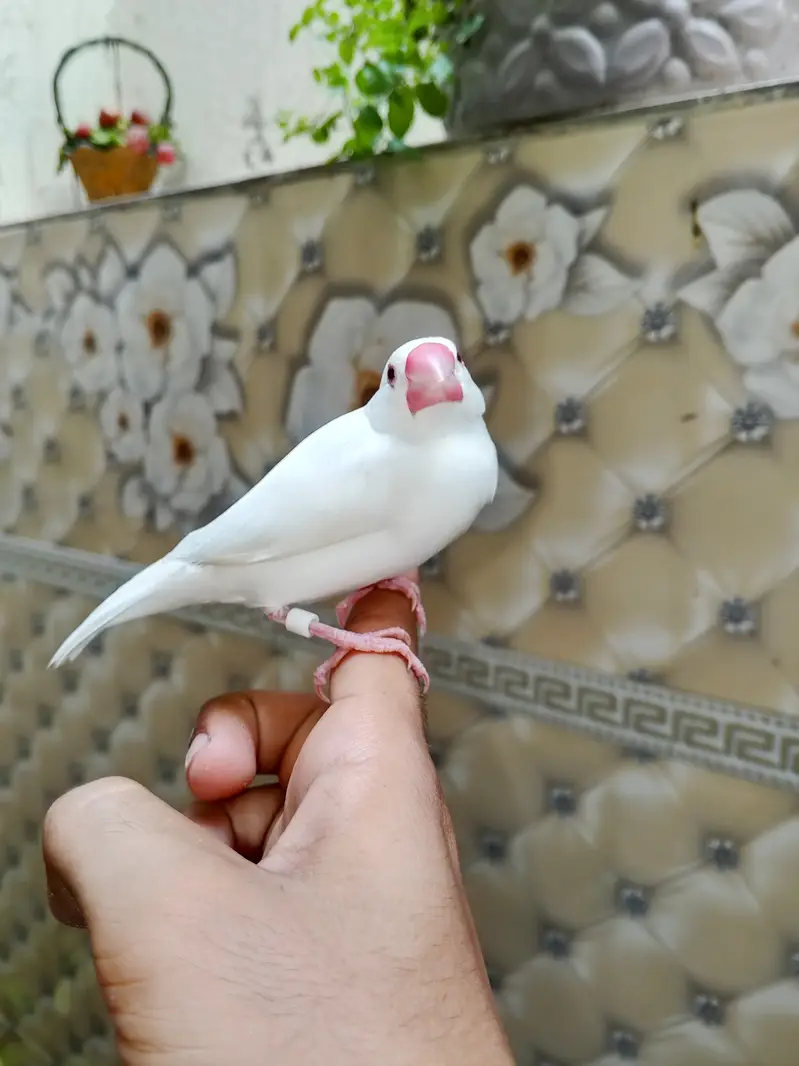 Super hand tame java finches pair available — photo 6