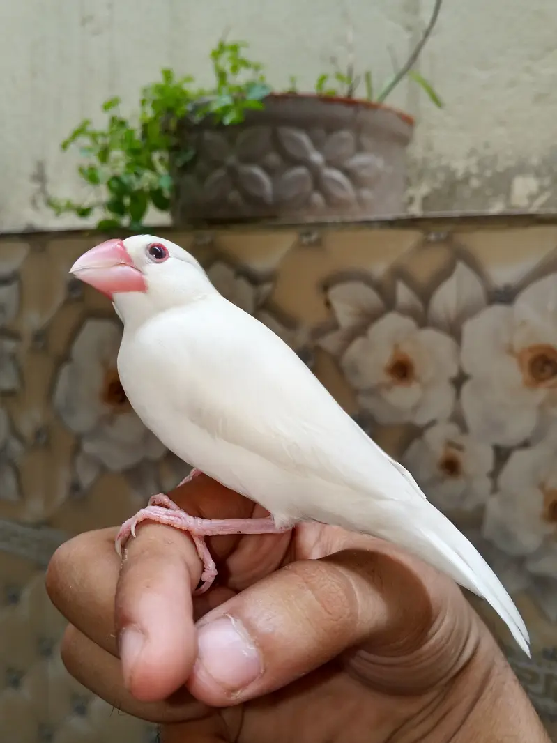 Super hand tame java finches pair available — photo 7
