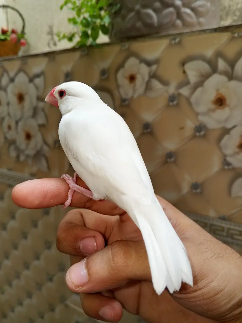Super hand tame java finches pair available — photo 8