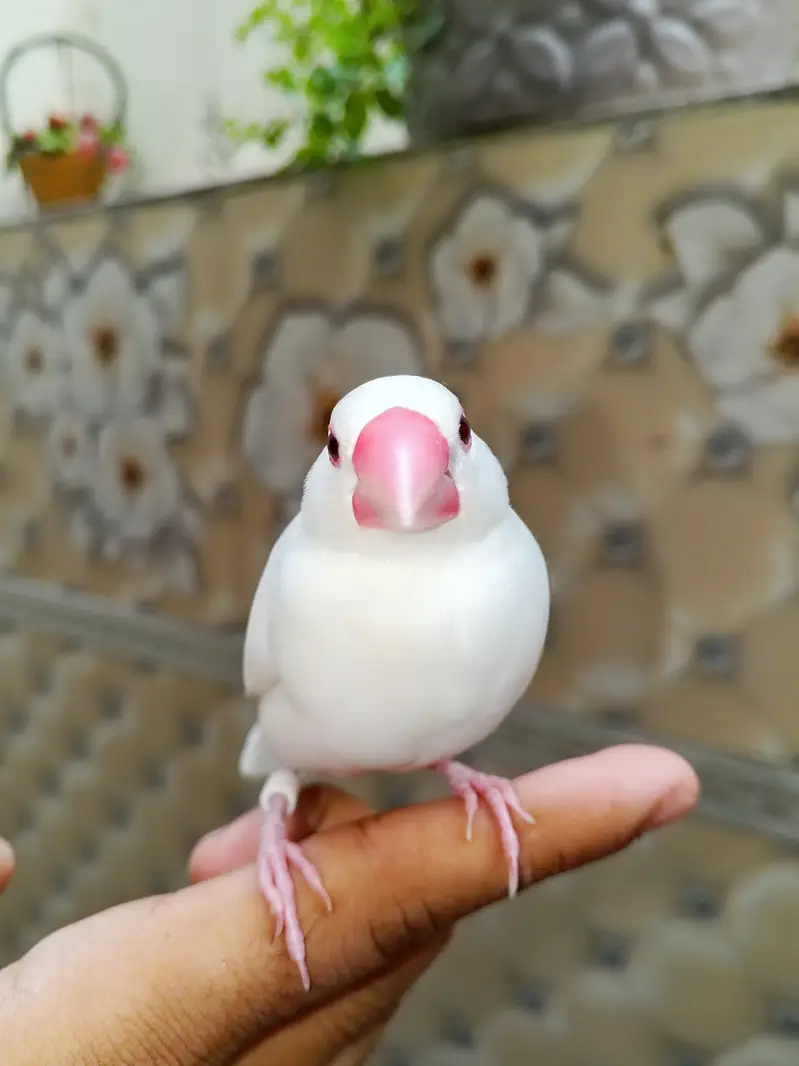 Super hand tame java finches pair available — photo 9