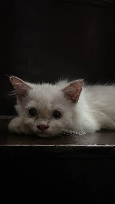 Persian Cat for Sale (price negotiable)