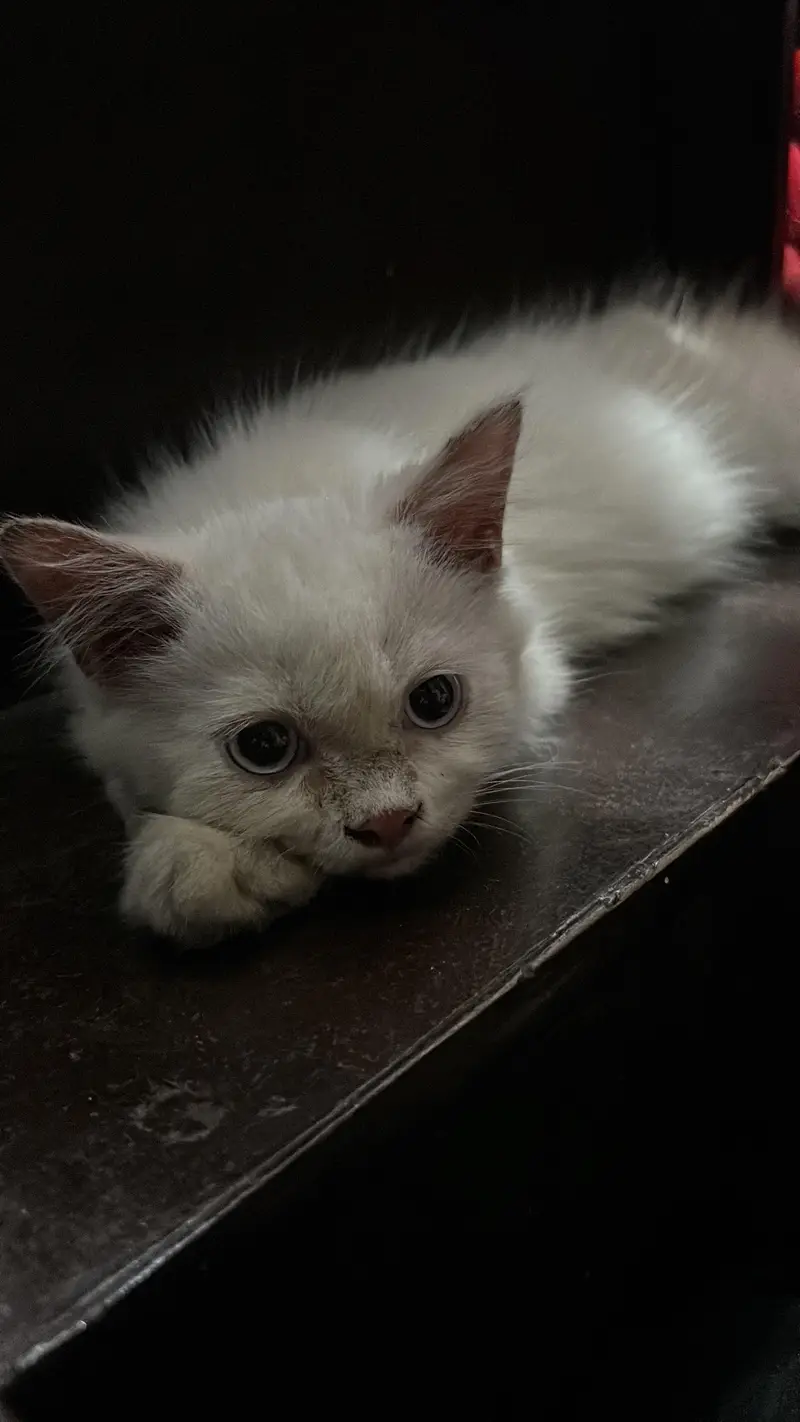 Persian Cat for Sale (price negotiable) — photo 2