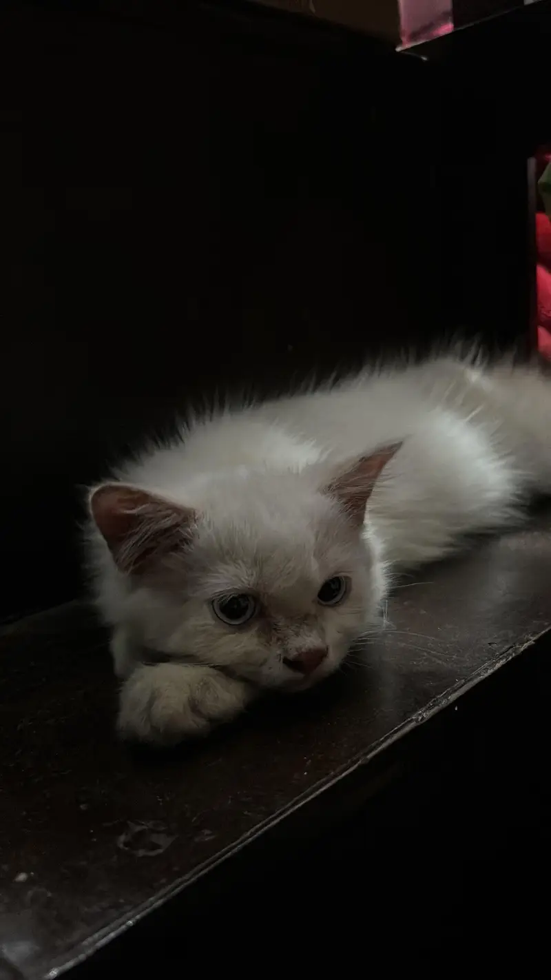 Persian Cat for Sale (price negotiable) — photo 3