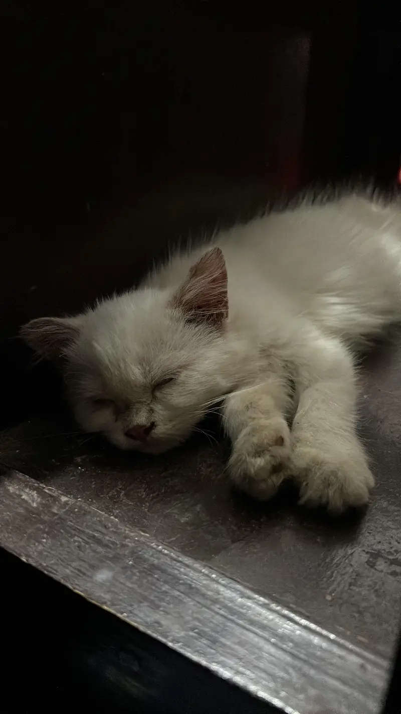 Persian Cat for Sale (price negotiable) — photo 4