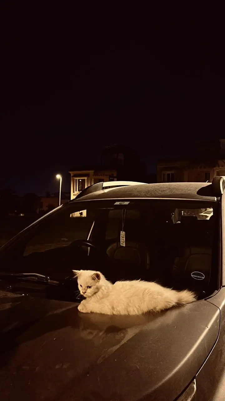 Persian Cat for Sale (price negotiable) — photo 5