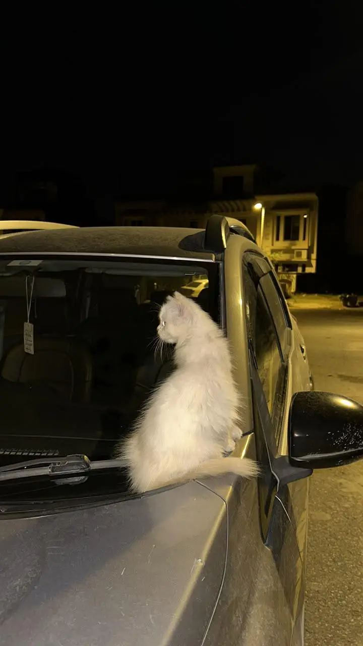 Persian Cat for Sale (price negotiable) — photo 6