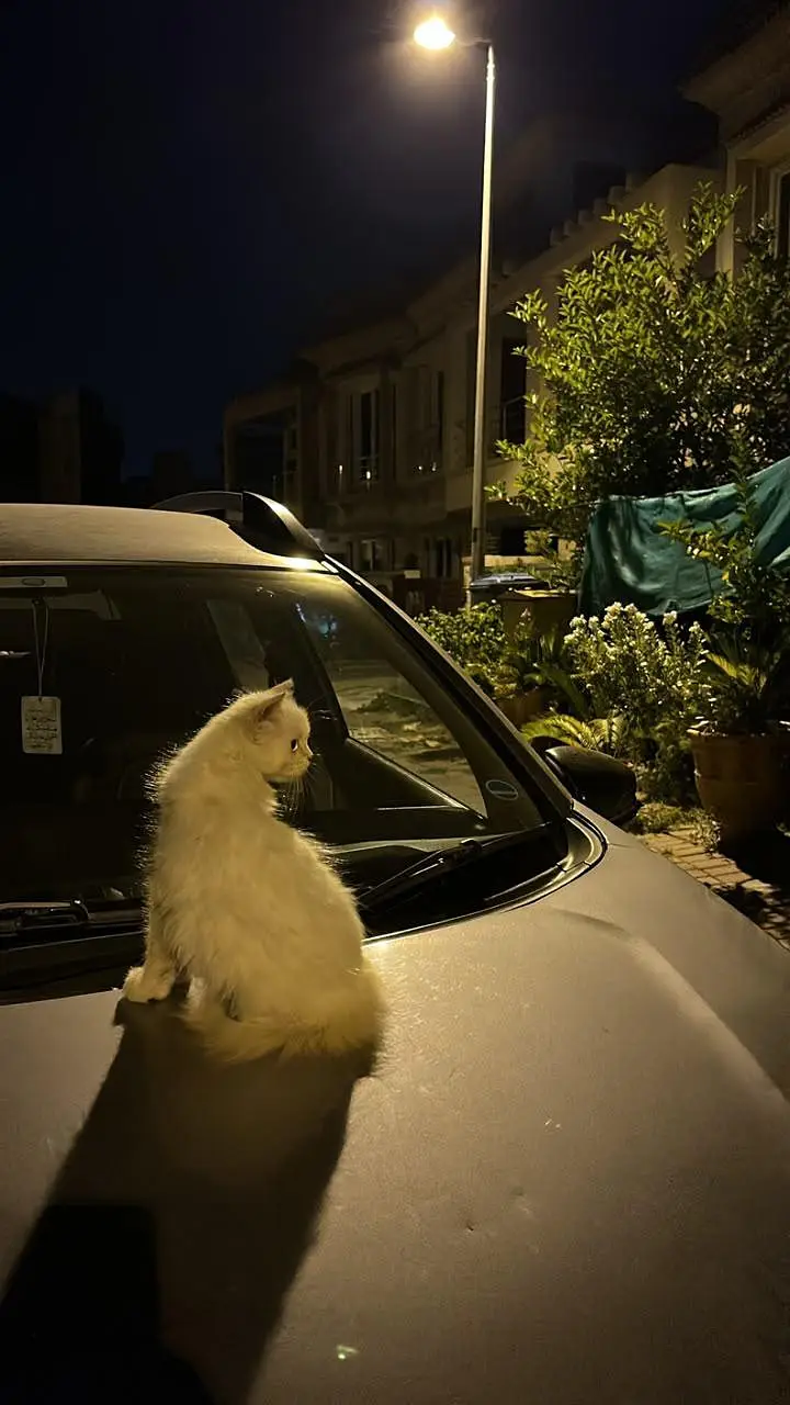 Persian Cat for Sale (price negotiable) — photo 7
