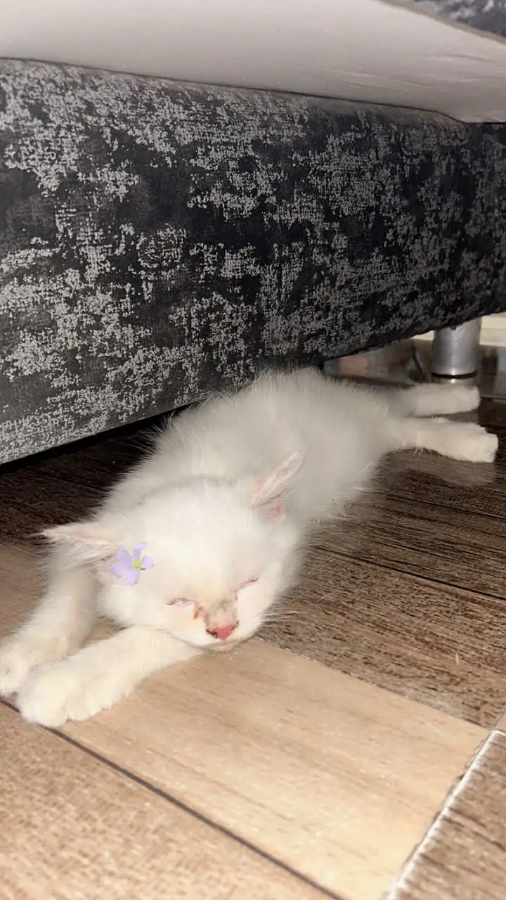 Persian Cat for Sale (price negotiable) — photo 8