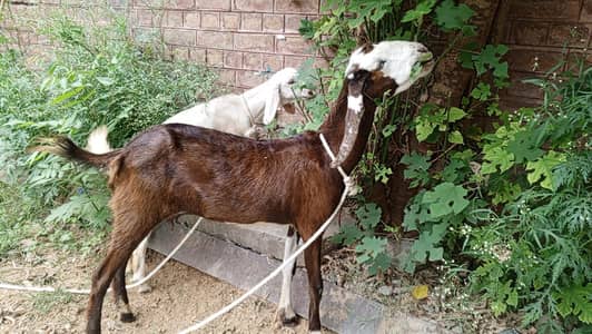 Bakri KY Sath 1 bacha for sale , Goat for sale, Goats