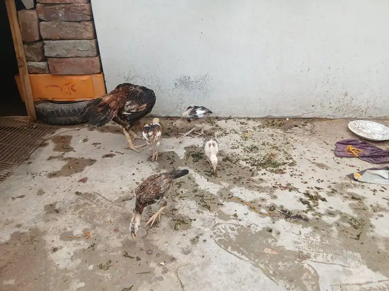 Pure Aseel Pair Home Breed pair — photo 2