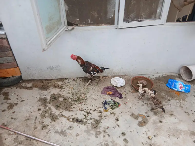 Pure Aseel Pair Home Breed pair — photo 3