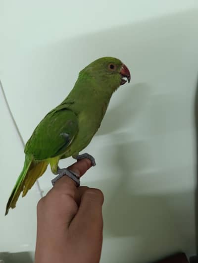 Indian Ringneck parrot for sale