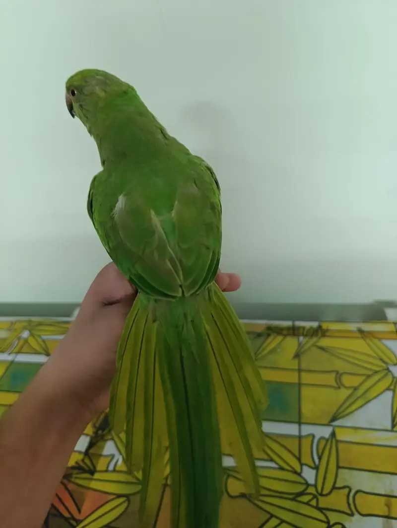 Indian Ringneck parrot for sale — photo 2