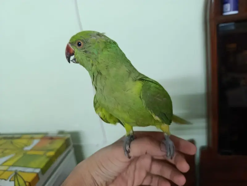 Indian Ringneck parrot for sale — photo 3