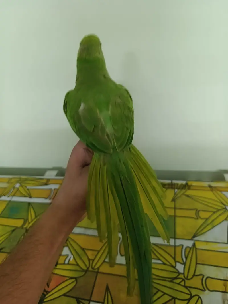 Indian Ringneck parrot for sale — photo 4
