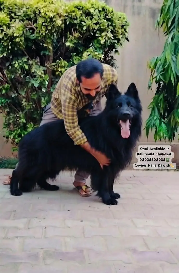 Black Shepherd Pedigree Male For Breeding In Kabirwala Khanewal