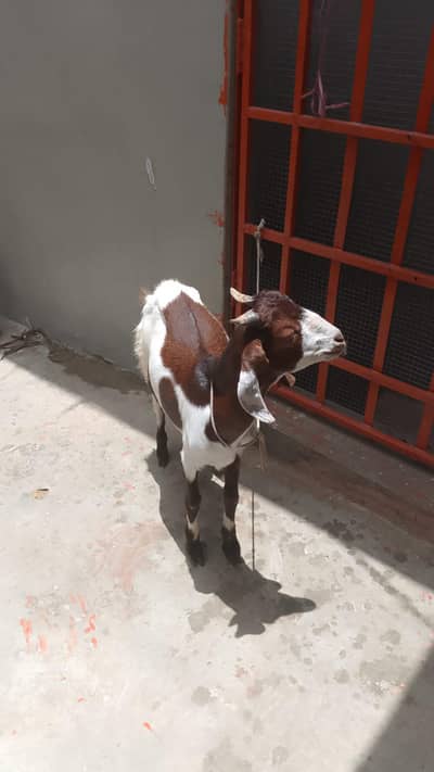 teddy bakra