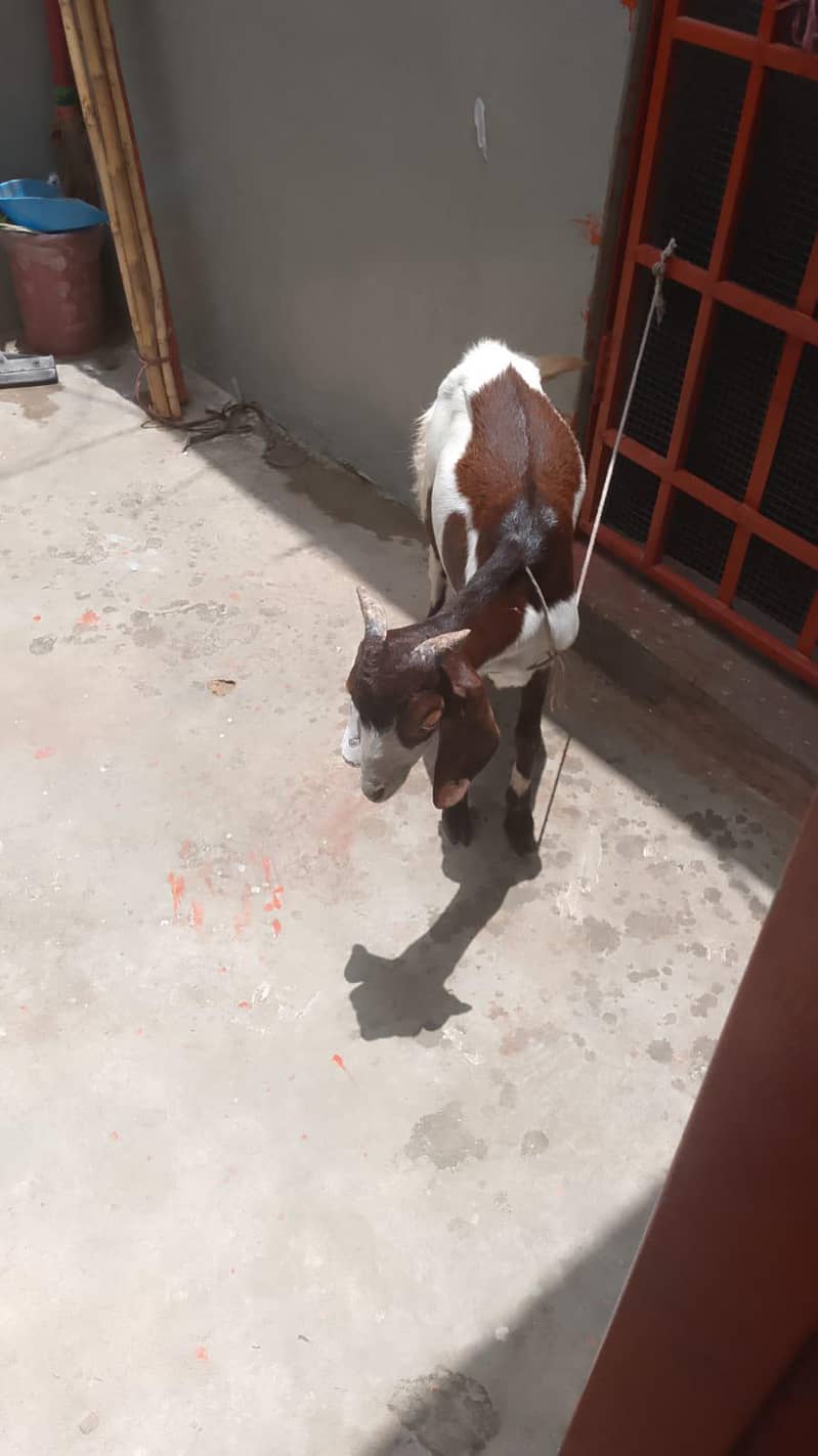 teddy bakra 1