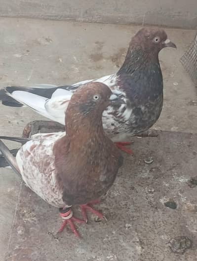 ambalsira pair ha bohot acha bredar pair ha