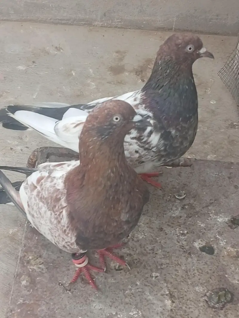 ambalsira pair ha bohot acha bredar pair ha