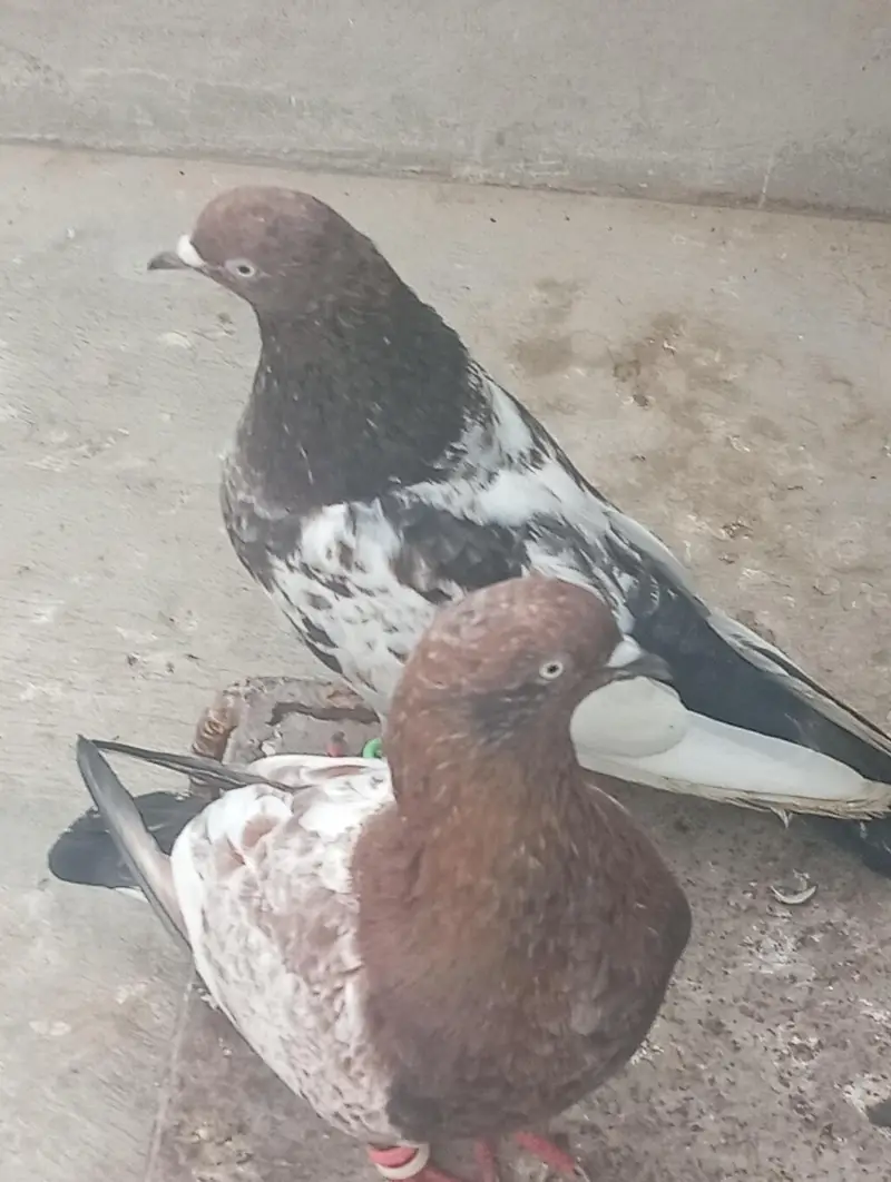 ambalsira pair ha bohot acha bredar pair ha — photo 2