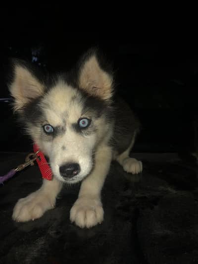Breeding pure husky  female and  3 month 2 male and 1 female puppy