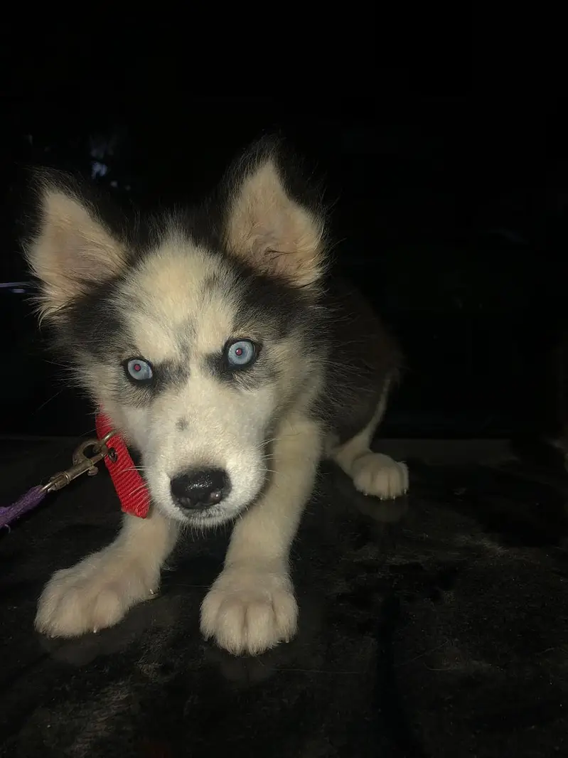 Breeding pure husky  female and  3 month 2 male and 1 female puppy