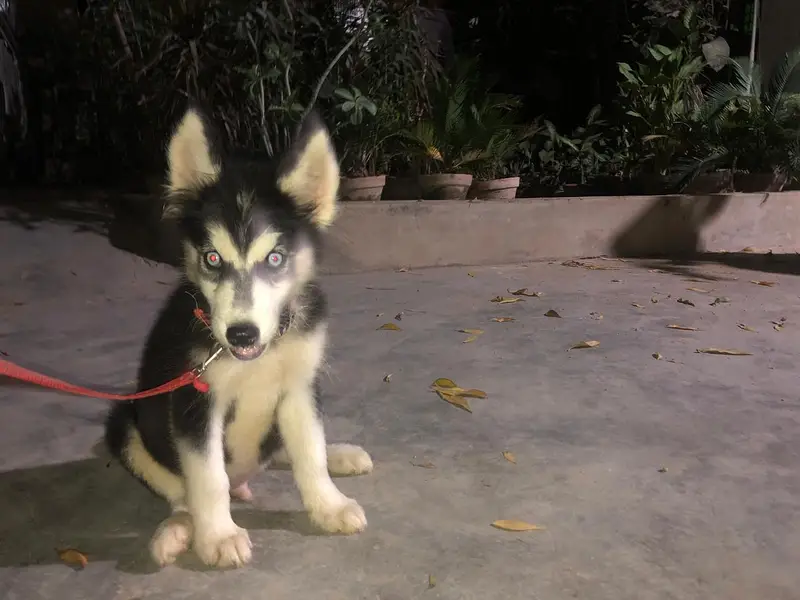 Breeding pure husky  female and  3 month 2 male and 1 female puppy — photo 2